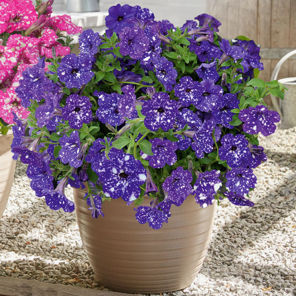 Petúnia Night Sky (3)