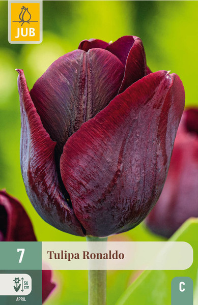 Tulipán Ronaldo (7)