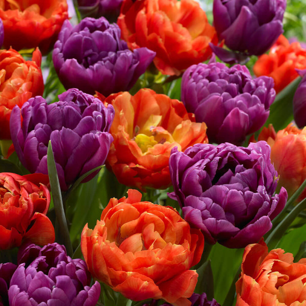 Plnokveté tulipány Caribbean Fantasy (12)