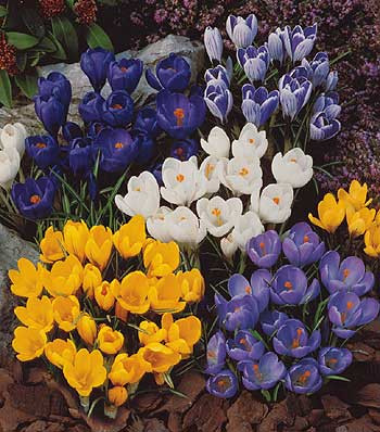 Krokus veľkokvetý zmes far. (30)