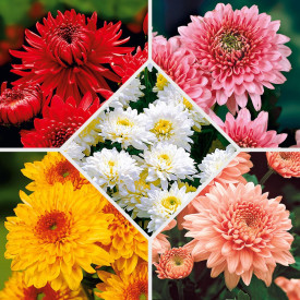 10 záhradných chryzantém