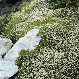 Machovička Šidlovitá (3)