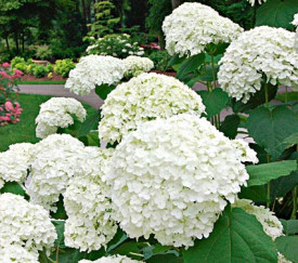 Hortenzia Annebelle