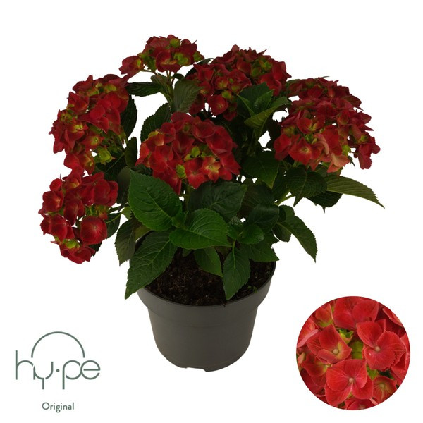 Hortenzia červená Hot Red