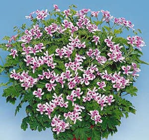 Voňavý muškát Citronella (3)