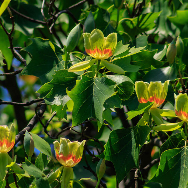 Ľaliovník tulipánokvetý Tulipo