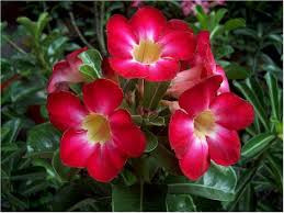 Púštna ruža 'Anouk Red'