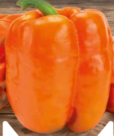 Oranžová kalifornská paprika