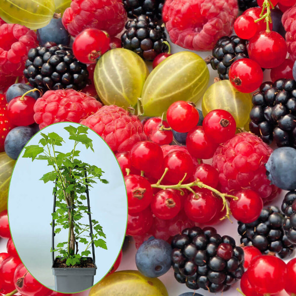 Kvarteto drobného ovocia