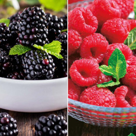 4 Maliny Rubina Royal + 4 Černice Black Bromba