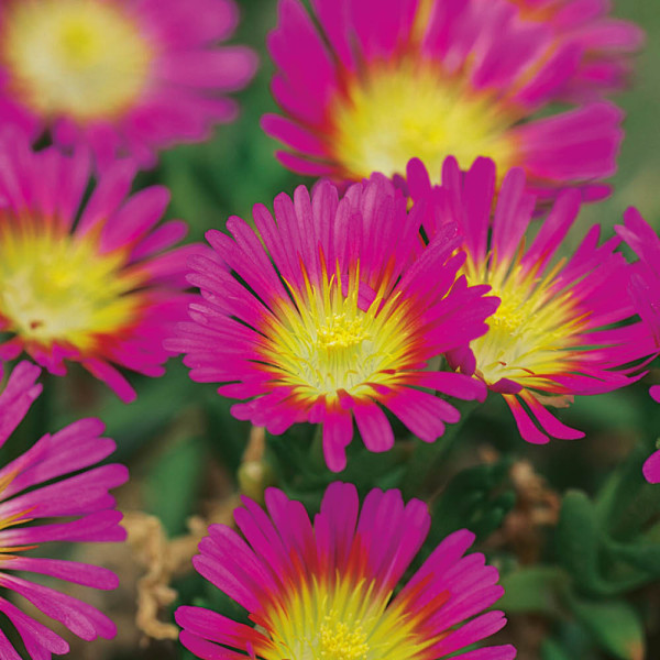 Delosperma Hot Pink Wonder (3)