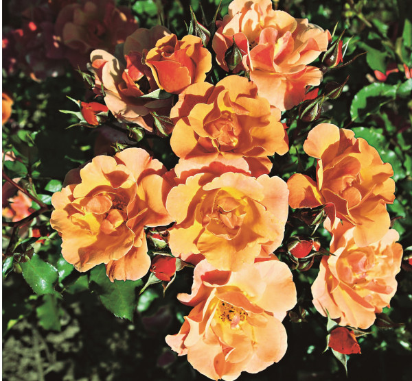 Cubana pôdopokryvná ruža