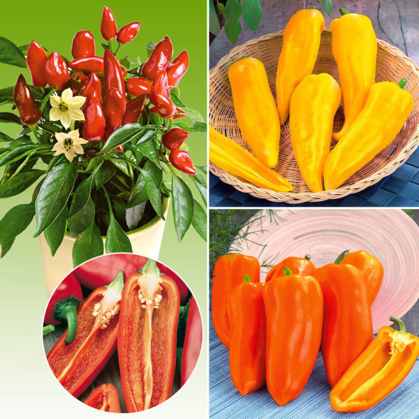 Midi Paprika zostava (3)