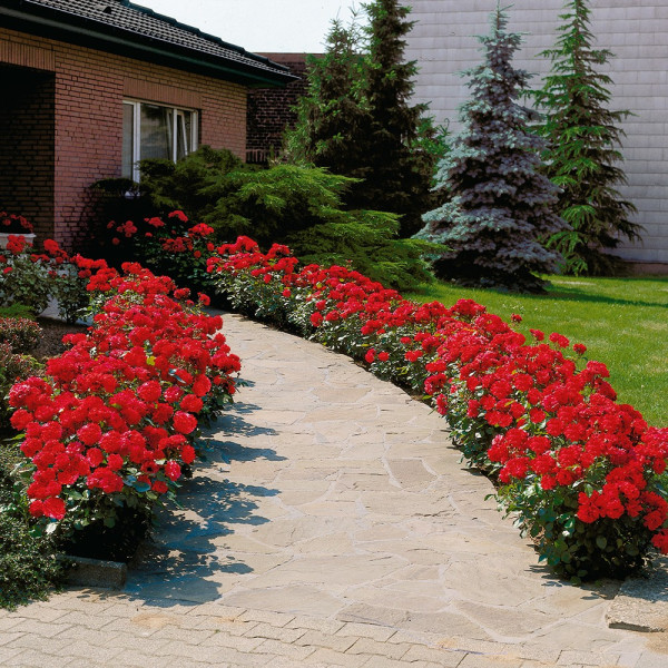 Červená záhonová ruža v kontajneri