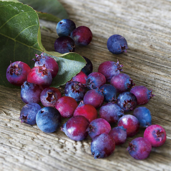 Muchovník Saskatoon