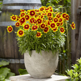 Krásnoočko Up Tick