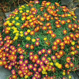 Poludňovka 'Orange Wonder'