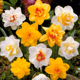 Plnokvetý narcis v črepníku, farebný mix (3)