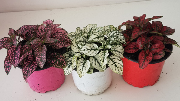 Hypoestes