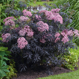 Baza čierna Cherry Lace