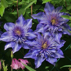 Plamienok 'Multi Blue'